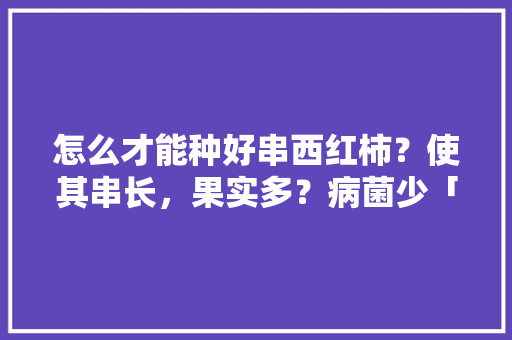 怎么才能种好串西红柿？使其串长，果实多？病菌少「满地红番茄怎么种植视频」 怎么才能种好串西红柿？使其串长，果实多？病菌少「满地红番茄怎么种植视频」 番茄病虫害防治