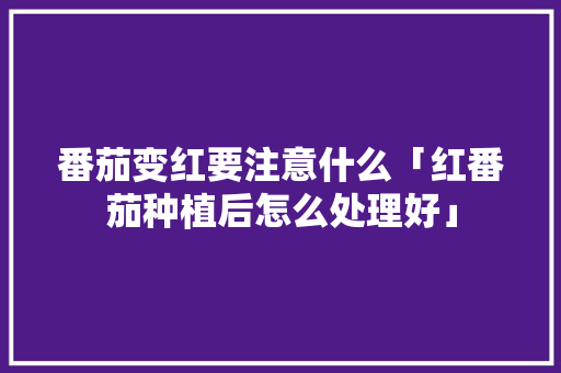 番茄变红要注意什么「红番茄种植后怎么处理好」 番茄变红要注意什么「红番茄种植后怎么处理好」 花朵知识