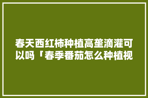 春天西红柿种植高垄滴灌可以吗「春季番茄怎么种植视频」 春天西红柿种植高垄滴灌可以吗「春季番茄怎么种植视频」 土壤施肥