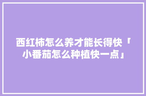 西红柿怎么养才能长得快「小番茄怎么种植快一点」 西红柿怎么养才能长得快「小番茄怎么种植快一点」 植物种类