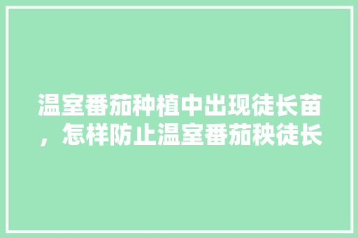 温室番茄种植中出现徒长苗，怎样防止温室番茄秧徒长「小番茄小苗苗怎么种植视频」 温室番茄种植中出现徒长苗，怎样防止温室番茄秧徒长「小番茄小苗苗怎么种植视频」 番茄病虫害防治