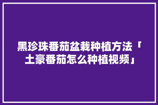 黑珍珠番茄盆栽种植方法「土豪番茄怎么种植视频」 黑珍珠番茄盆栽种植方法「土豪番茄怎么种植视频」 土壤施肥