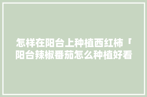怎样在阳台上种植西红柿「阳台辣椒番茄怎么种植好看」 怎样在阳台上种植西红柿「阳台辣椒番茄怎么种植好看」 植物种类