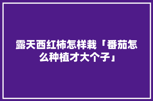 露天西红柿怎样栽「番茄怎么种植才大个子」 露天西红柿怎样栽「番茄怎么种植才大个子」 番茄种植技巧