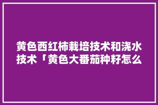 黄色西红柿栽培技术和浇水技术「黄色大番茄种籽怎么种植的」 黄色西红柿栽培技术和浇水技术「黄色大番茄种籽怎么种植的」 植物种类