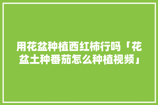 用花盆种植西红柿行吗「花盆土种番茄怎么种植视频」 用花盆种植西红柿行吗「花盆土种番茄怎么种植视频」 花朵知识