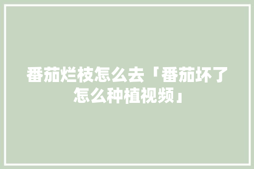 番茄烂枝怎么去「番茄坏了怎么种植视频」 番茄烂枝怎么去「番茄坏了怎么种植视频」 植物种类