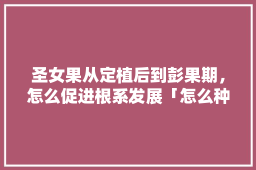圣女果从定植后到彭果期，怎么促进根系发展「怎么种植大树番茄苗子视频」 圣女果从定植后到彭果期，怎么促进根系发展「怎么种植大树番茄苗子视频」 植物种类