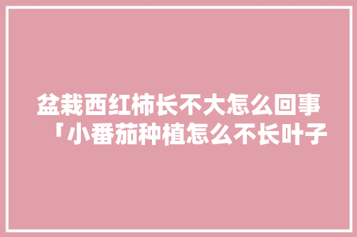 盆栽西红柿长不大怎么回事「小番茄种植怎么不长叶子」 盆栽西红柿长不大怎么回事「小番茄种植怎么不长叶子」 农业常识