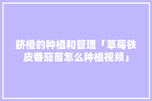 脐橙的种植和管理「草莓铁皮番茄苗怎么种植视频」