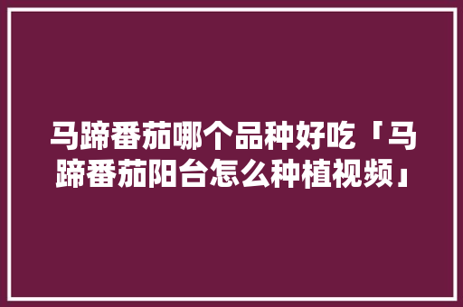 马蹄番茄哪个品种好吃「马蹄番茄阳台怎么种植视频」