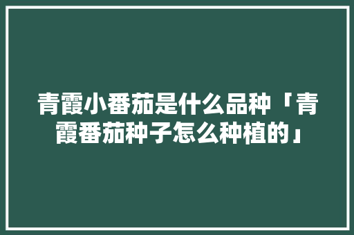 青霞小番茄是什么品种「青霞番茄种子怎么种植的」 青霞小番茄是什么品种「青霞番茄种子怎么种植的」 农业常识