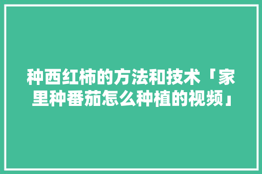 种西红柿的方法和技术「家里种番茄怎么种植的视频」