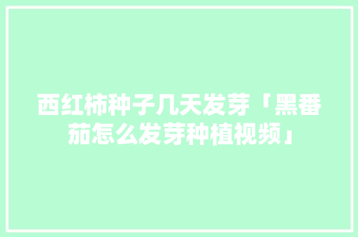 西红柿种子几天发芽「黑番茄怎么发芽种植视频」 西红柿种子几天发芽「黑番茄怎么发芽种植视频」 植物种类