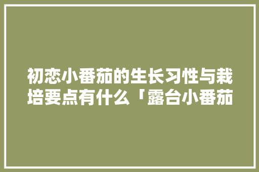 初恋小番茄的生长习性与栽培要点有什么「露台小番茄怎么种植好看图片」 初恋小番茄的生长习性与栽培要点有什么「露台小番茄怎么种植好看图片」 农业常识