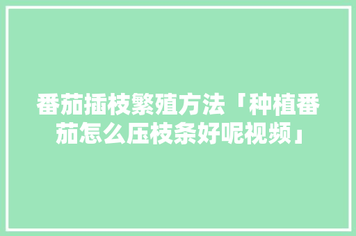 番茄插枝繁殖方法「种植番茄怎么压枝条好呢视频」 番茄插枝繁殖方法「种植番茄怎么压枝条好呢视频」 花朵知识