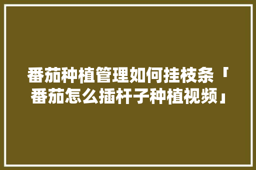 番茄种植管理如何挂枝条「番茄怎么插杆子种植视频」 番茄种植管理如何挂枝条「番茄怎么插杆子种植视频」 花朵知识