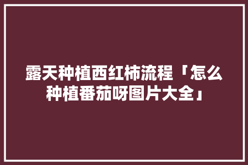 露天种植西红柿流程「怎么种植番茄呀图片大全」 露天种植西红柿流程「怎么种植番茄呀图片大全」 农业常识