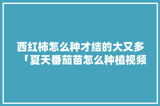 西红柿怎么种才结的大又多「夏天番茄苗怎么种植视频教程」 西红柿怎么种才结的大又多「夏天番茄苗怎么种植视频教程」 土壤施肥