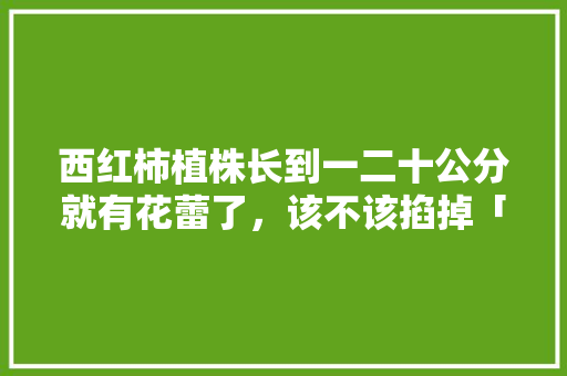 西红柿植株长到一二十公分就有花蕾了,该不该掐掉「种植番茄苗需要怎么打理才能成活」 番茄种植技巧 西红柿植株长到一二十公分就有花蕾了,该不该掐掉「种植番茄苗需要怎么打理才能成活」 西红柿植株长到一二十公分就有花蕾了,该不该掐掉「种植番茄苗需要怎么打理才能成活」 番茄种植技巧