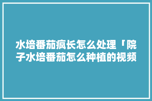 水培番茄疯长怎么处理「院子水培番茄怎么种植的视频」 水培番茄疯长怎么处理「院子水培番茄怎么种植的视频」 番茄病虫害防治