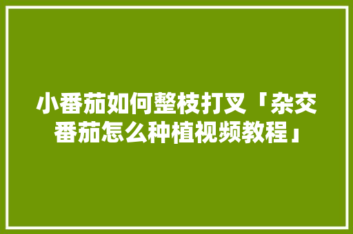 小番茄如何整枝打叉「杂交番茄怎么种植视频教程」 小番茄如何整枝打叉「杂交番茄怎么种植视频教程」 种植技巧