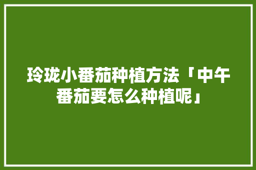 玲珑小番茄种植方法「中午番茄要怎么种植呢」