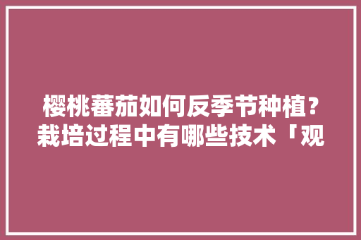 樱桃蕃茄如何反季节种植？栽培过程中有哪些技术「观赏番茄怎么种植方法视频」 樱桃蕃茄如何反季节种植？栽培过程中有哪些技术「观赏番茄怎么种植方法视频」 土壤施肥