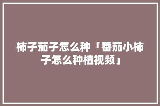 柿子茄子怎么种「番茄小柿子怎么种植视频」 柿子茄子怎么种「番茄小柿子怎么种植视频」 植物种类