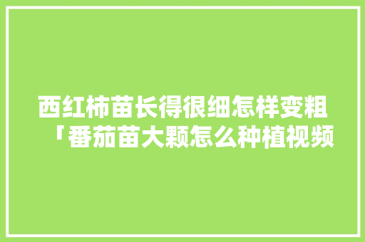 西红柿苗长得很细怎样变粗「番茄苗大颗怎么种植视频」 西红柿苗长得很细怎样变粗「番茄苗大颗怎么种植视频」 植物种类