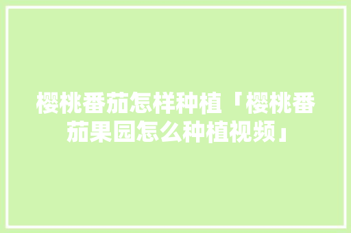 樱桃番茄怎样种植「樱桃番茄果园怎么种植视频」 樱桃番茄怎样种植「樱桃番茄果园怎么种植视频」 农业常识