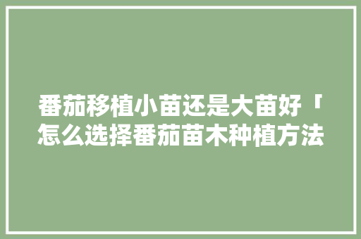 番茄移植小苗还是大苗好「怎么选择番茄苗木种植方法」
