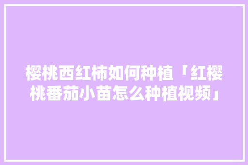樱桃西红柿如何种植「红樱桃番茄小苗怎么种植视频」 樱桃西红柿如何种植「红樱桃番茄小苗怎么种植视频」 种植技巧