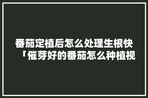番茄定植后怎么处理生根快「催芽好的番茄怎么种植视频」 番茄定植后怎么处理生根快「催芽好的番茄怎么种植视频」 种植技巧