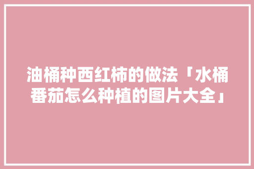 油桶种西红柿的做法「水桶番茄怎么种植的图片大全」 油桶种西红柿的做法「水桶番茄怎么种植的图片大全」 农业常识