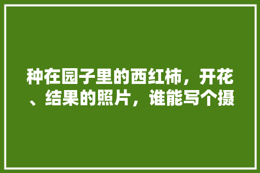 种在园子里的西红柿，开花、结果的照片，谁能写个摄影教程呀「番茄种植记录怎么写范文图片」 种在园子里的西红柿，开花、结果的照片，谁能写个摄影教程呀「番茄种植记录怎么写范文图片」 花朵知识