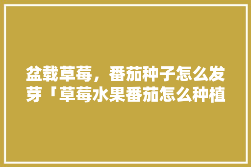 盆载草莓，番茄种子怎么发芽「草莓水果番茄怎么种植视频」