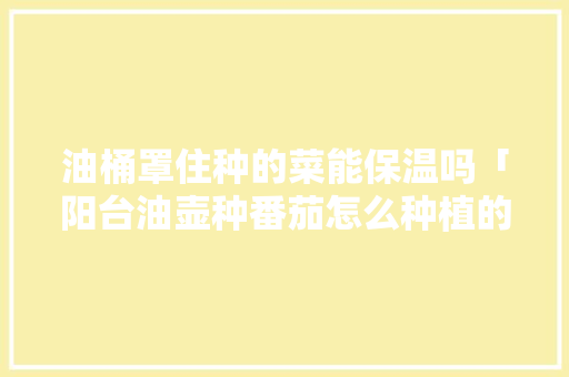 油桶罩住种的菜能保温吗「阳台油壶种番茄怎么种植的」 油桶罩住种的菜能保温吗「阳台油壶种番茄怎么种植的」 番茄病虫害防治