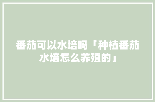 番茄可以水培吗「种植番茄水培怎么养殖的」 番茄可以水培吗「种植番茄水培怎么养殖的」 植物种类