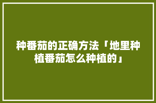 种番茄的正确方法「地里种植番茄怎么种植的」 土壤施肥 种番茄的正确方法「地里种植番茄怎么种植的」 种番茄的正确方法「地里种植番茄怎么种植的」 土壤施肥