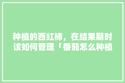 种植的西红柿，在结果期时该如何管理「番茄怎么种植坐果的视频」