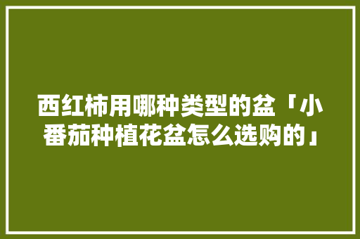 西红柿用哪种类型的盆「小番茄种植花盆怎么选购的」 番茄种植技巧 西红柿用哪种类型的盆「小番茄种植花盆怎么选购的」 西红柿用哪种类型的盆「小番茄种植花盆怎么选购的」 番茄种植技巧