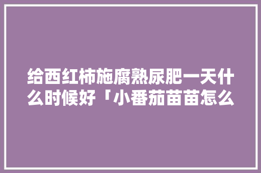 给西红柿施腐熟尿肥一天什么时候好「小番茄苗苗怎么种植视频」 给西红柿施腐熟尿肥一天什么时候好「小番茄苗苗怎么种植视频」 番茄种植技巧