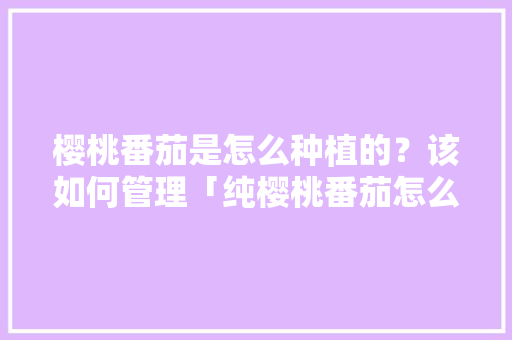 樱桃番茄是怎么种植的？该如何管理「纯樱桃番茄怎么种植的」 樱桃番茄是怎么种植的？该如何管理「纯樱桃番茄怎么种植的」 农业常识