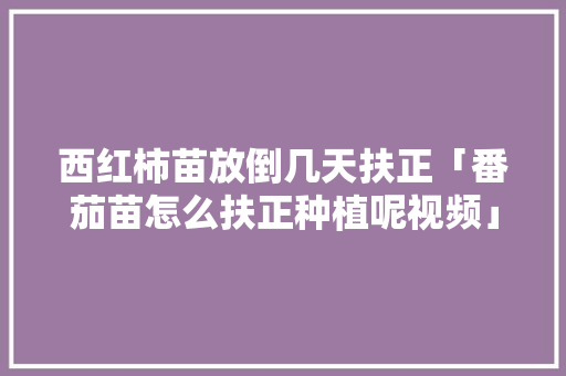 西红柿苗放倒几天扶正「番茄苗怎么扶正种植呢视频」 西红柿苗放倒几天扶正「番茄苗怎么扶正种植呢视频」 植物种类