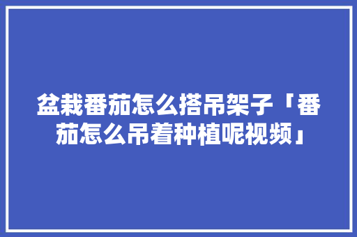 盆栽番茄怎么搭吊架子「番茄怎么吊着种植呢视频」
