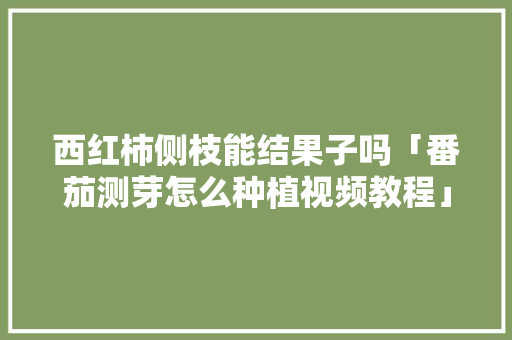 西红柿侧枝能结果子吗「番茄测芽怎么种植视频教程」 农业常识 西红柿侧枝能结果子吗「番茄测芽怎么种植视频教程」 西红柿侧枝能结果子吗「番茄测芽怎么种植视频教程」 农业常识