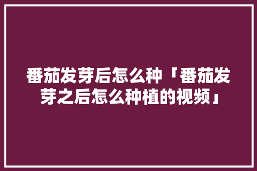 番茄发芽后怎么种「番茄发芽之后怎么种植的视频」 番茄发芽后怎么种「番茄发芽之后怎么种植的视频」 番茄种植技巧