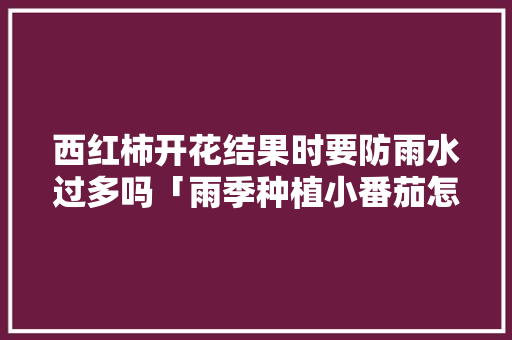 西红柿开花结果时要防雨水过多吗「雨季种植小番茄怎么种植的」 西红柿开花结果时要防雨水过多吗「雨季种植小番茄怎么种植的」 种植技巧