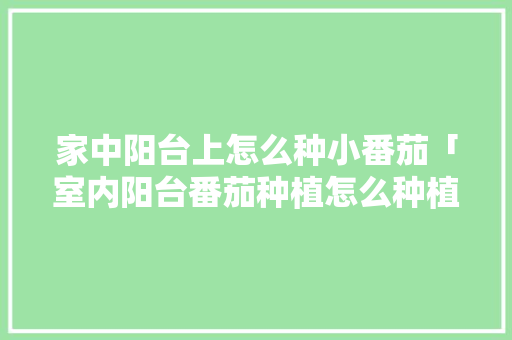 家中阳台上怎么种小番茄「室内阳台番茄种植怎么种植」 家中阳台上怎么种小番茄「室内阳台番茄种植怎么种植」 土壤施肥